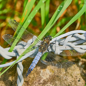 dragonfly 2023 17.jpg