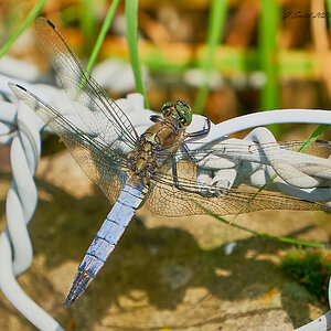 dragonfly 2023 19.jpg