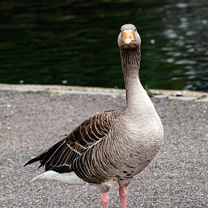 goose_portrait-4.jpg