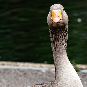 goose_portrait-6.jpg