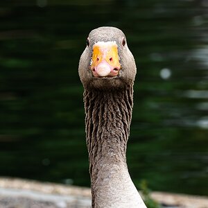 goose_portrait-9.jpg