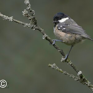 Coal Tit_2.jpg