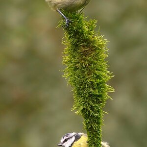 2 x Blue Tits.jpg