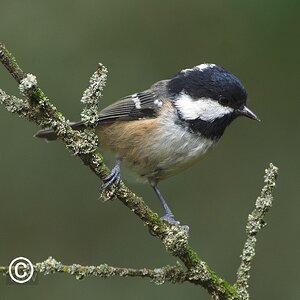 Coal Tit_1.jpg