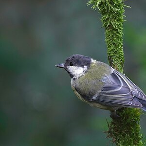 Great Tit.jpg