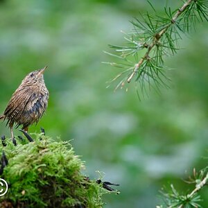 Bedraggled Wren.jpg