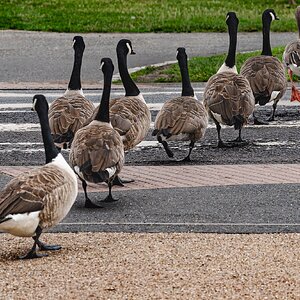 canadian_geese_crossing-2.jpg