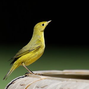 Yellow Warbler (1).jpg