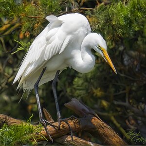 0112 great egret  July 5  M.jpg