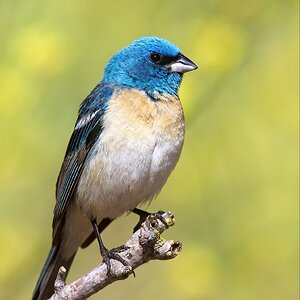 Lazuli Bunting (3).jpg