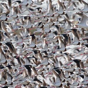 Banded Stilts IF (18).jpg