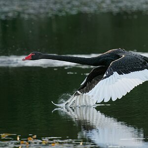 Black Swan IF (1).jpg