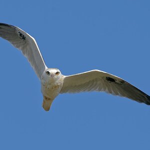 Black-shouldered Kite IF (8).jpg