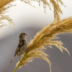 Wee Sparrow on Pampas Grass .jpg