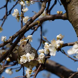 Brown Thornbill.jpg