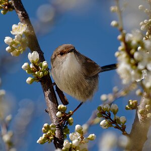 Superb Fairywren (3).jpg