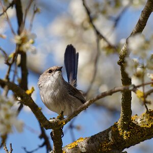 Superb Fairywren (7).jpg