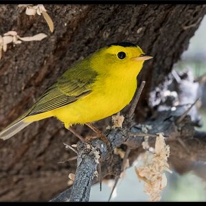 DSC06163-WilsonsWarbler-46.jpg