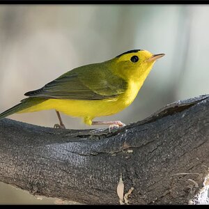 DSC06200-WilsonsWarbler-46.jpg