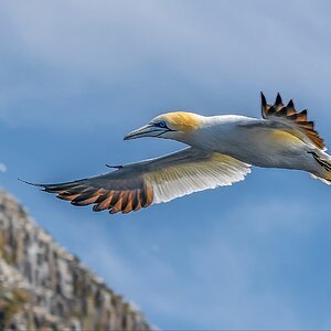 Gannet forward Wings.jpg