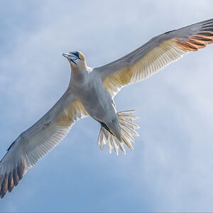 Gannet beneath .jpg