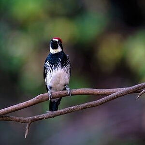 Acorn WoodPecker 01-16s.jpg