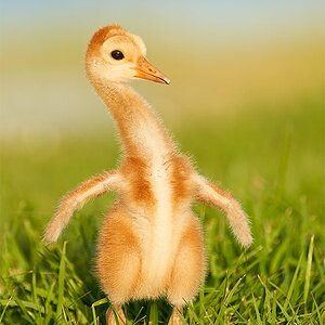 Sandhill-Crane-small-chick-aggressive-posture-_7R40789-Indian-Lake-Estates----FL-1.jpg