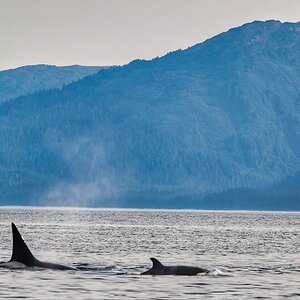 Orcas alaska 8-19.jpg