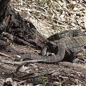 Goanna One 7-12-19 (1).JPG