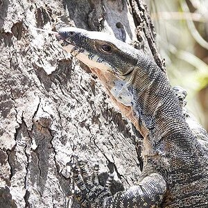 Goanna two 7-12-19 (2).JPG