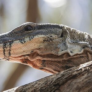 Goanna two 7-12-19 (29).JPG