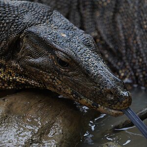 water-monitor-DSC09936.jpeg