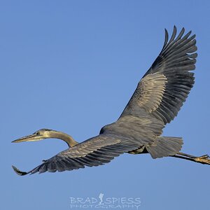 great blue heron flying 4-.jpg