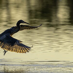 heron at sunrise wings out 2-.jpg