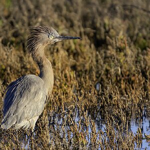 reddish egret plume 3-.jpg