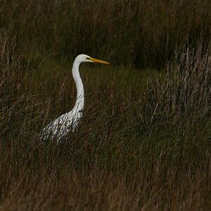 greategret2.jpg