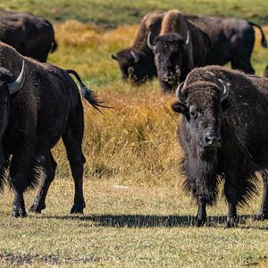 Bison - Yellowstone.jpg