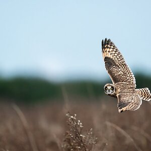 Short-eared owl in flight