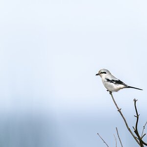 Northern Shrike
