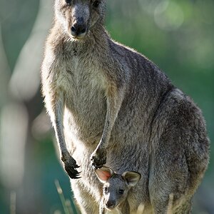 Kangaroo and joey (1).jpg