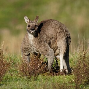 Kangaroo fight (1).jpg