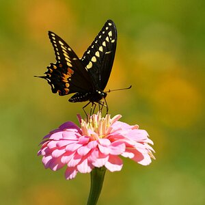 Black Swallowtail Butterfly