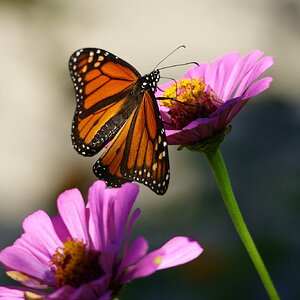 Monarch Butterfly