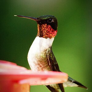 Ruby Throated Hummingbird.