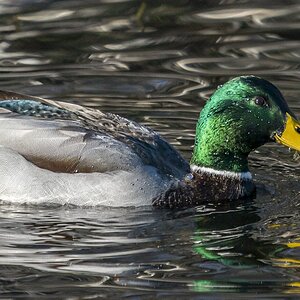 Mallard Duck Drake01.jpg