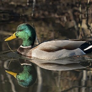 Mallard Duck Drake02.jpg