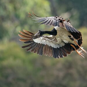 Magpie Goose landing (14).jpg