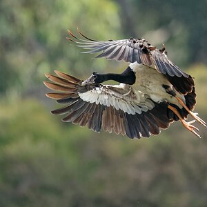 Magpie Goose landing (14).jpg