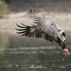 Magpie Goose landing (17).jpg