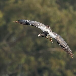 Magpie Goose landing (22).jpg